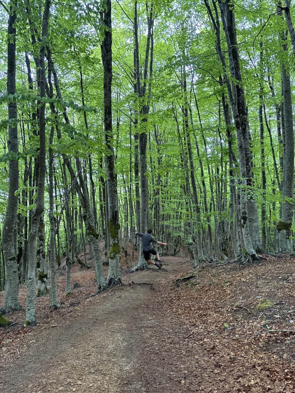 Elmo corriendo por un bosque verde